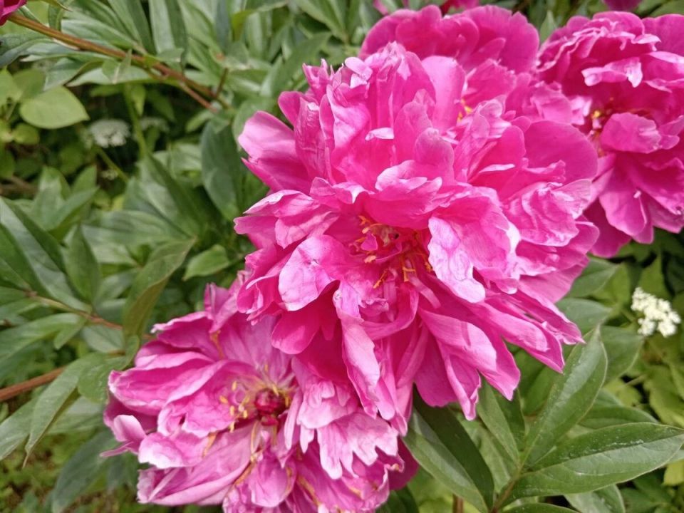     :   lush bloom