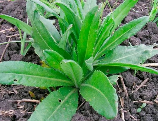 Как победить осот: 8 эффективных методов борьбы с сорняком