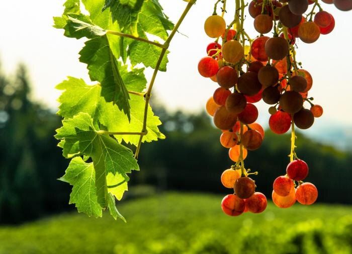 Как спасти виноград от гнили: секреты и советы для садоводов