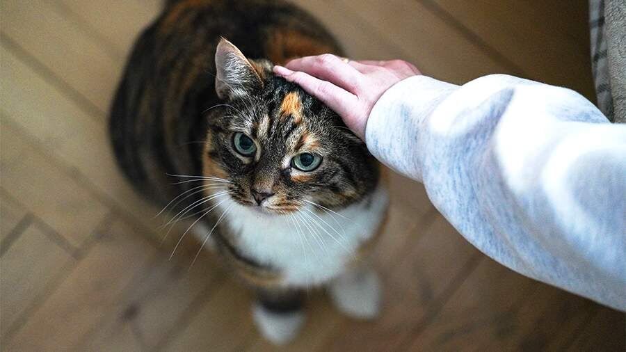 В Госдуме предложили регулировать число домашних животных в квартирах