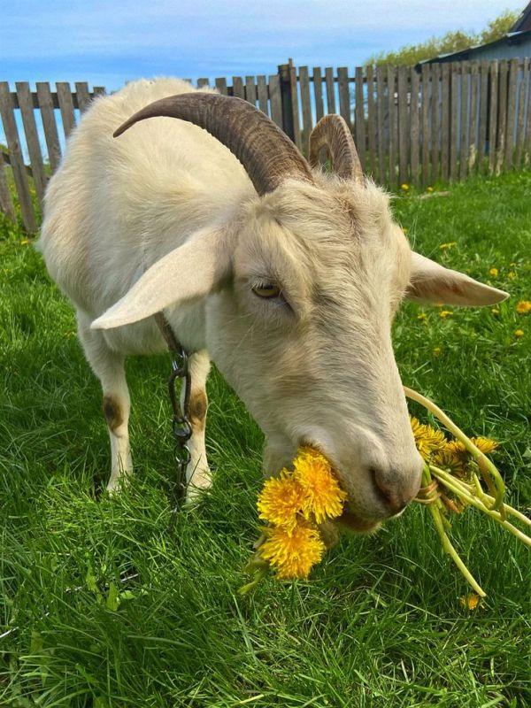 Забавные причины завести козу в деревне