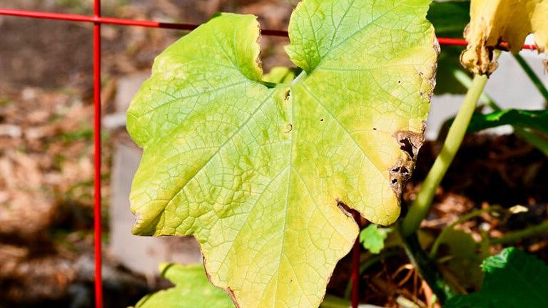 Защита огурцов от пожелтения: рекомендации для садоводов