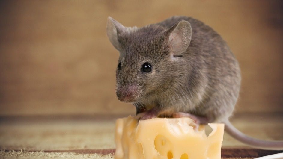 Народные методы борьбы с мышами: что реально помогает, а что - просто мифы