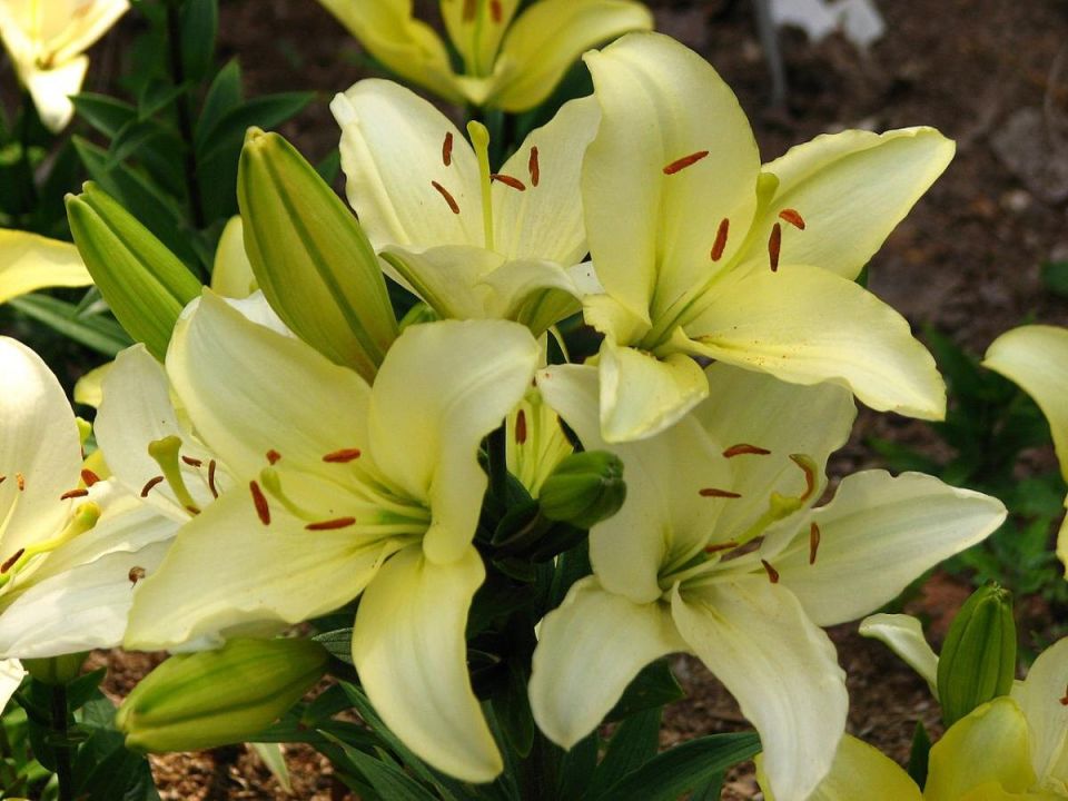 Лилии: секреты успешной посадки и цветения