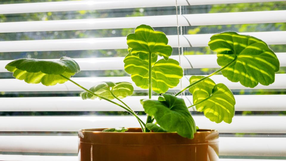 Пеларгония превратится в корявое чудовище: никогда так не делайте