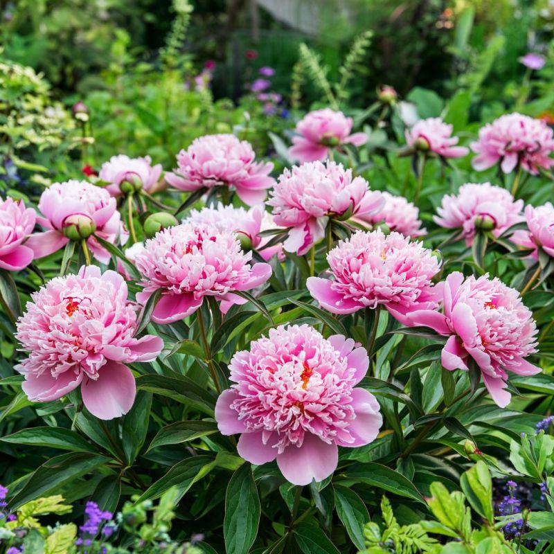 Как правильно обрезать пионы: секреты для пышного цветения на следующий год