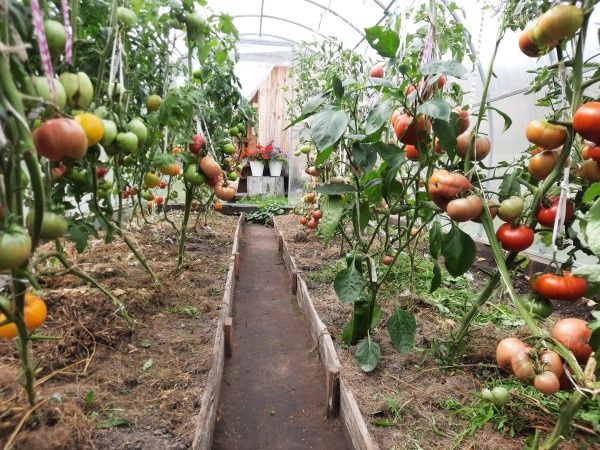 Как сделать теплицу 3х6 метров удобной: хитрости и советы