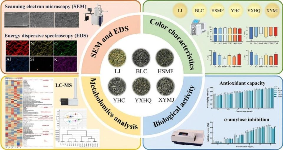 Форма зеленого чая и его функциональность