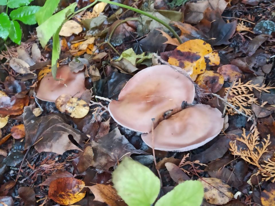 Грибное великолепие: осень продолжает удивлять щедрыми урожаями