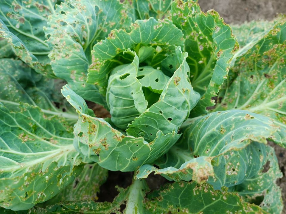 Как заставить капусту завязать кочаны в июле: секреты успешного выращивания