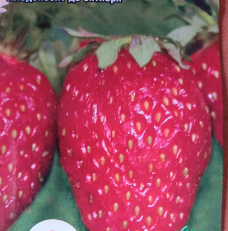 Клубника из семян: как добиться успеха в сложных условиях