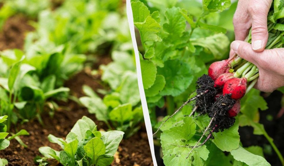 Лунный календарь для огородников: когда сажать редис в апреле 2025 года