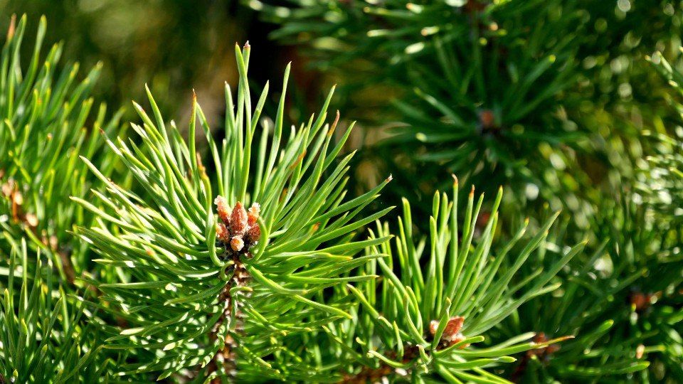 Сосна на даче: как одна ошибка привела к условному сроку и огромному долгу