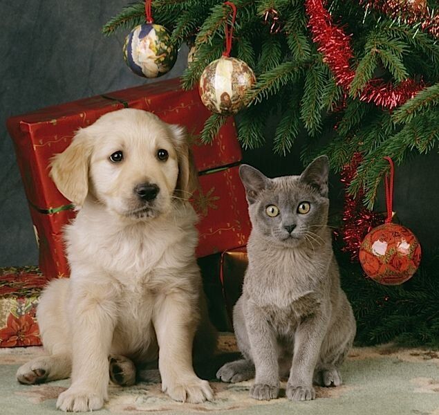 10 жизненных уроков от домашних животных к новому году