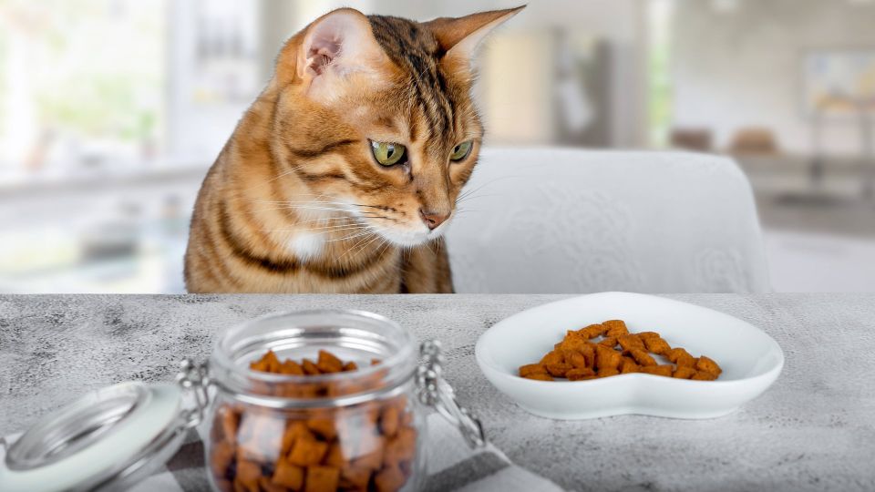 В этих местах нельзя хранить сухой корм для питомцев: ошибку совершают 98% хозяев