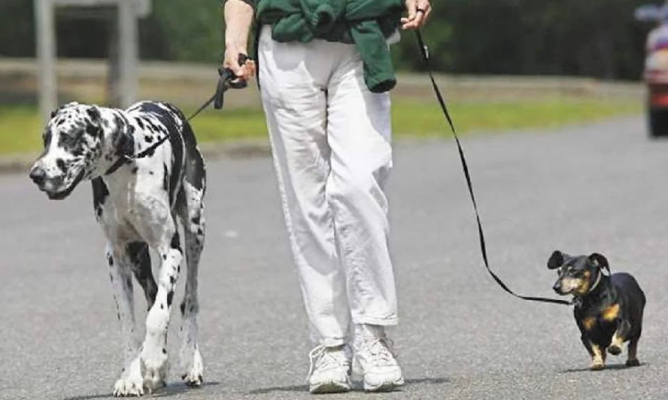 Забота о питомцах: важные правила, которые могут стоить вам денег