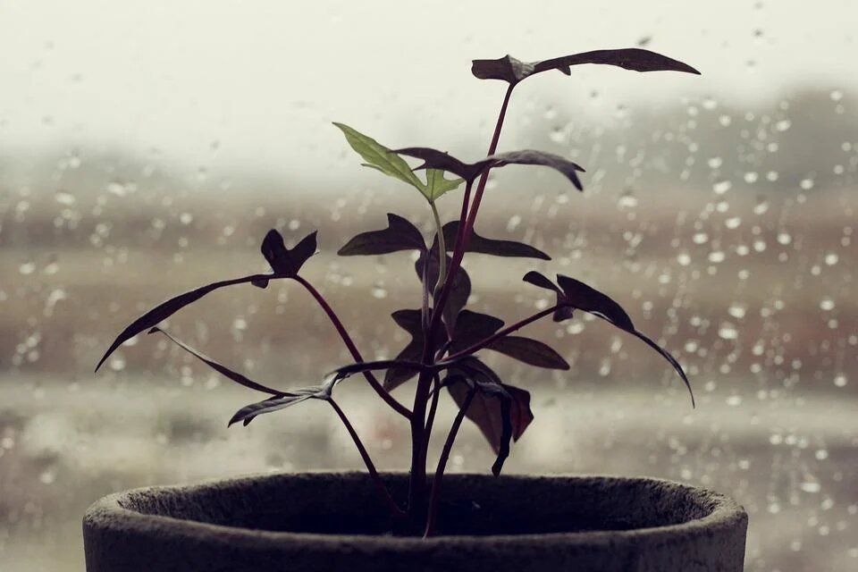 Почему важно заботиться о чистоте листьев комнатных растений