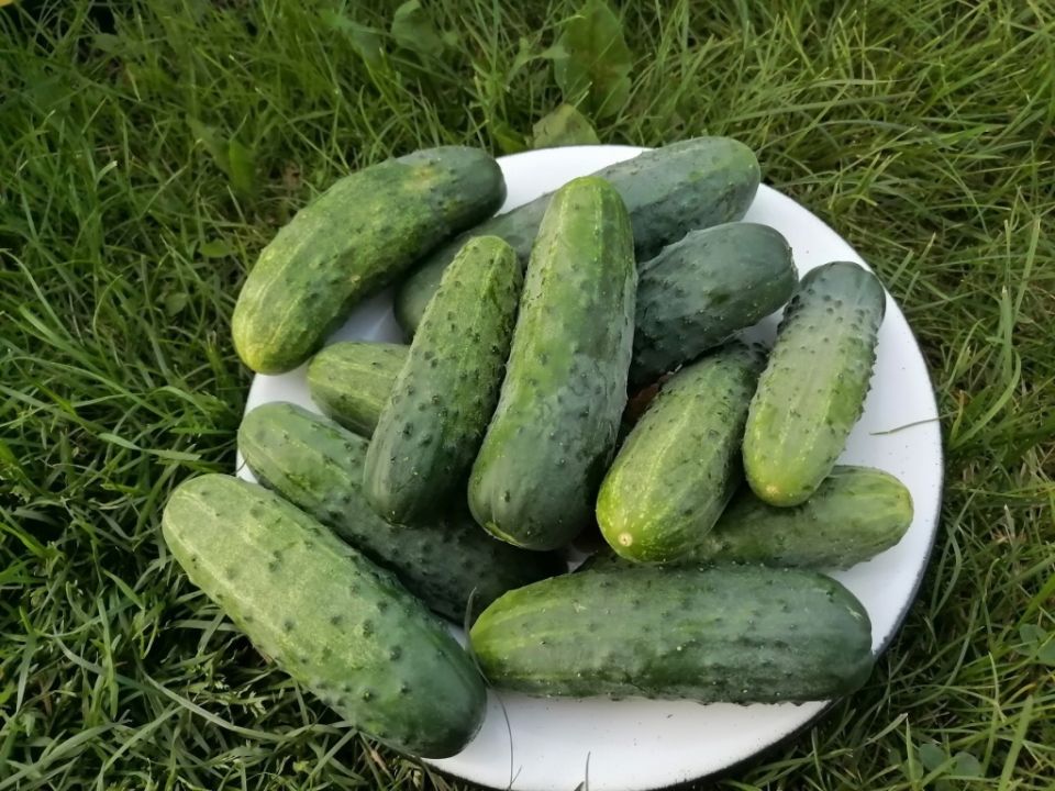 Огурец «Оптимист F1»: неприхотливый герой овощного мира