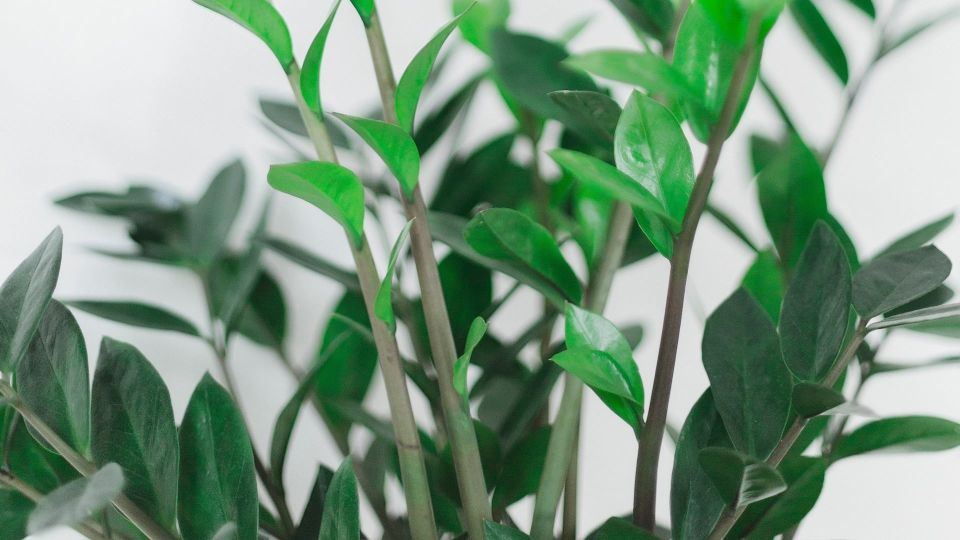 Засыпьте в грунт ложку этой крупы: «взгрустнувший» замиокулькас вмиг выпустит десятки стрел