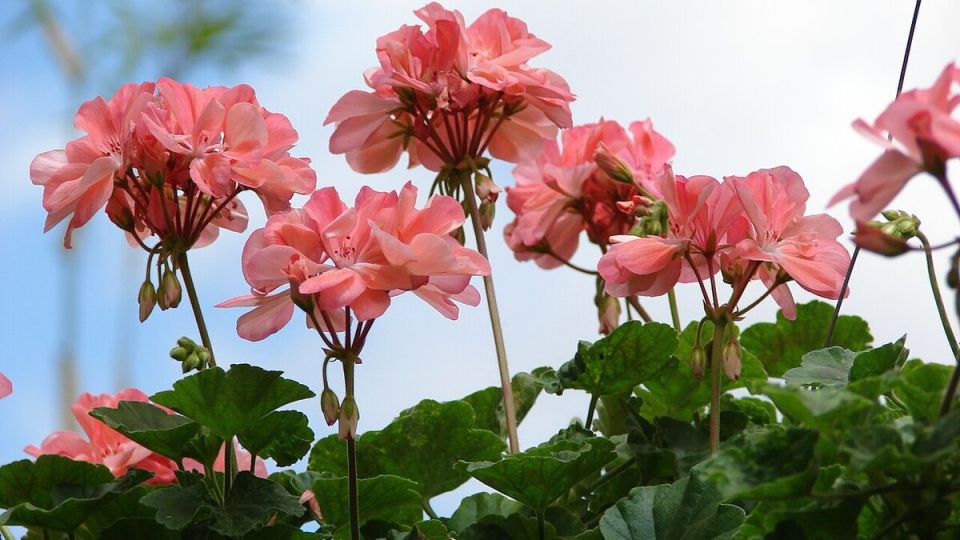 Как добиться яркого цветения герани с помощью правильной подкормки