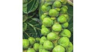 Брюссельская капуста: секреты успешного выращивания и ухода в открытом грунте