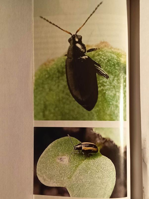 Защита растений от крестоцветных блошек: важная задача для садоводов