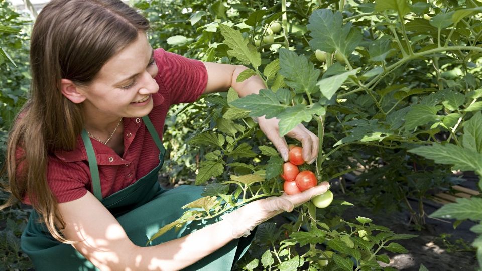 Грунтовые помидоры мигом созреют на кустах: ничем обрабатывать не нужно