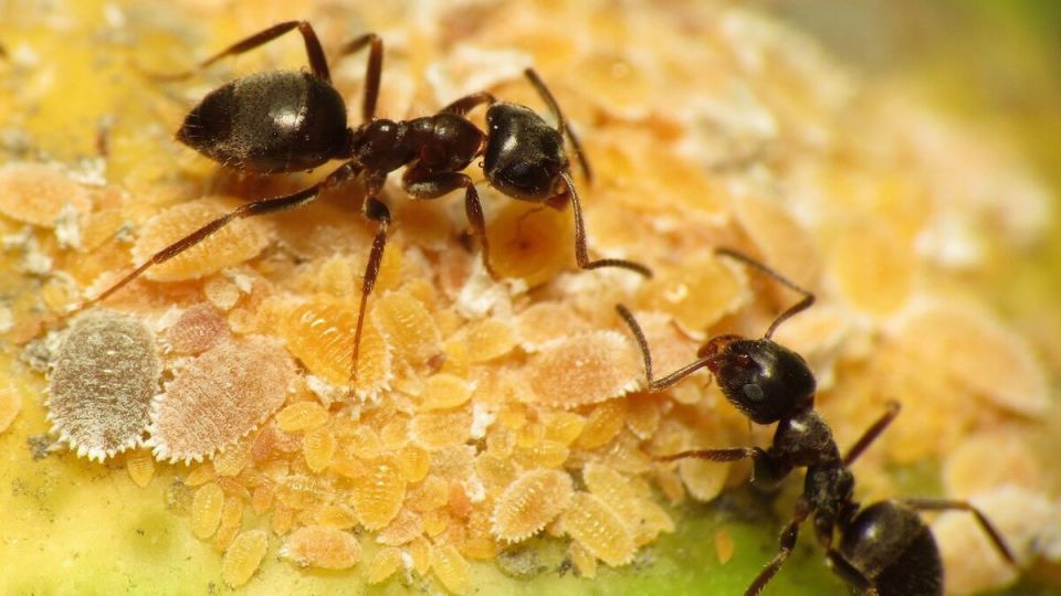 Муравьи на даче: незаменимые помощники или надоедливые вредители?