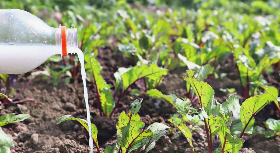 Секреты успешного урожая свеклы: как получить сладкие и крупные корнеплоды в июле