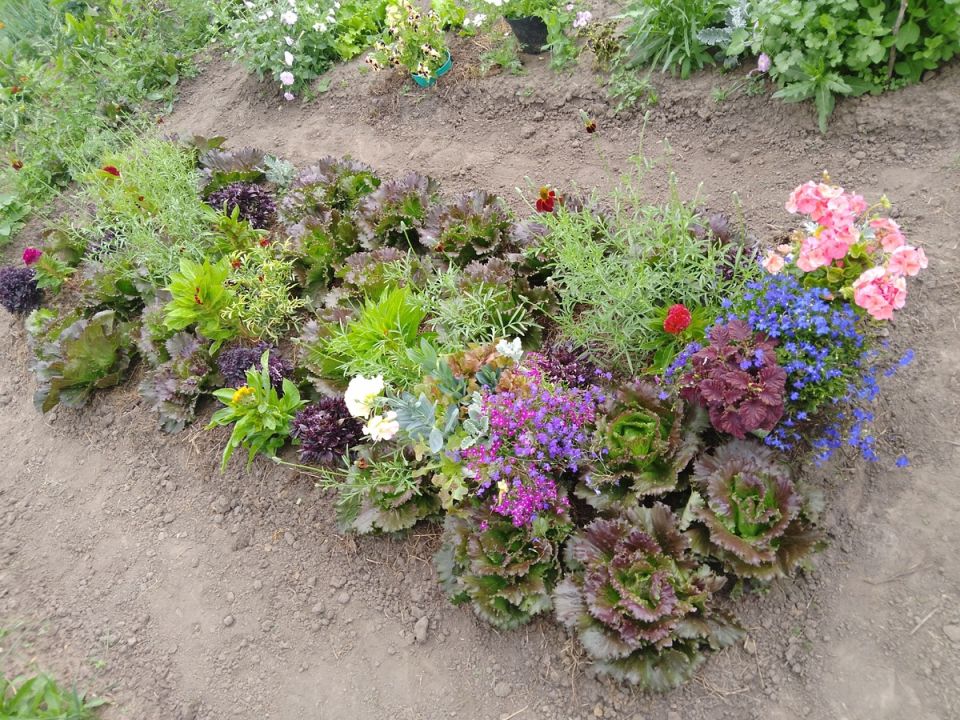 Декоративный огород: как салат добавляет красоты в сад