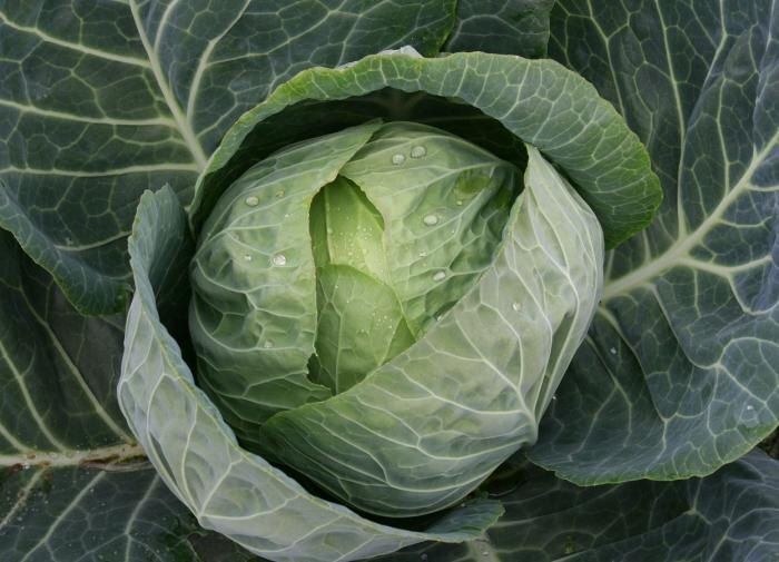 Как правильно подкормить капусту, чтобы получить богатый урожай