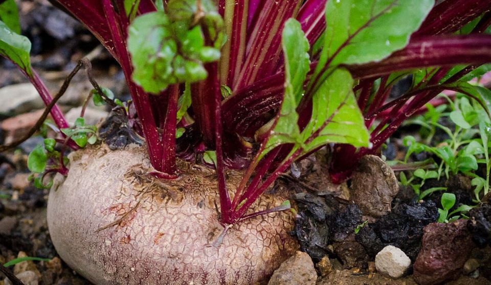 Весенний посев свёклы: секреты успешного роста