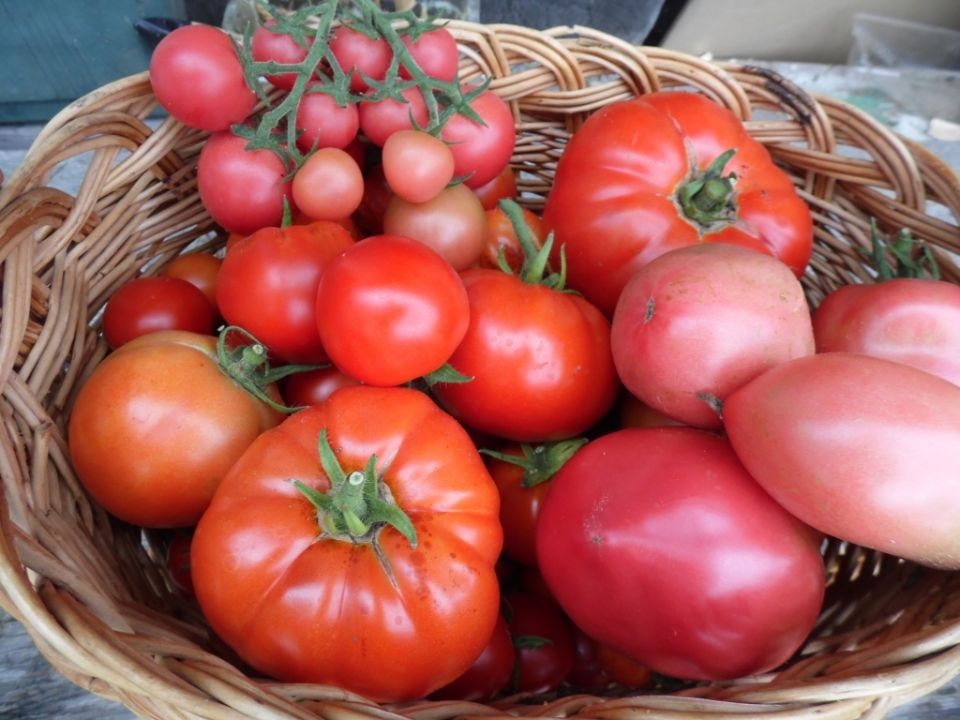Томаты: разнообразие, о котором стоит знать каждому огороднику