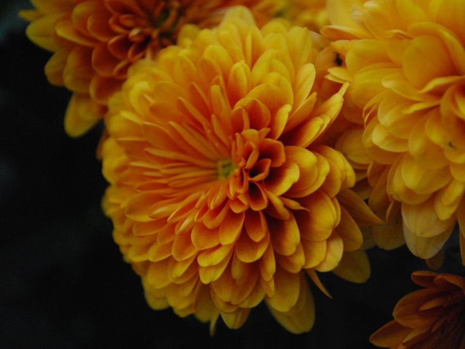 Как справиться с ранним цветением рассады и сохранить богатый урожай