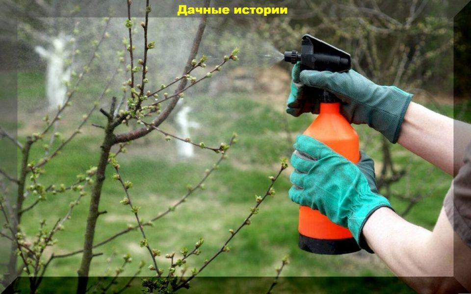 Весенние заботы в саду: как ухаживать за смородиной и защищать косточковые от вредителей