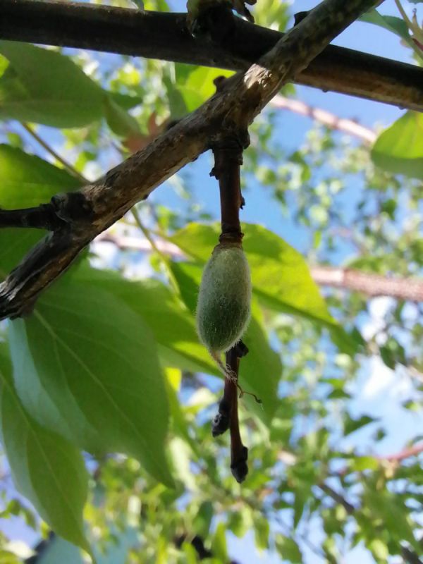 Как сохранить урожай абрикосов в условиях сибирских заморозков