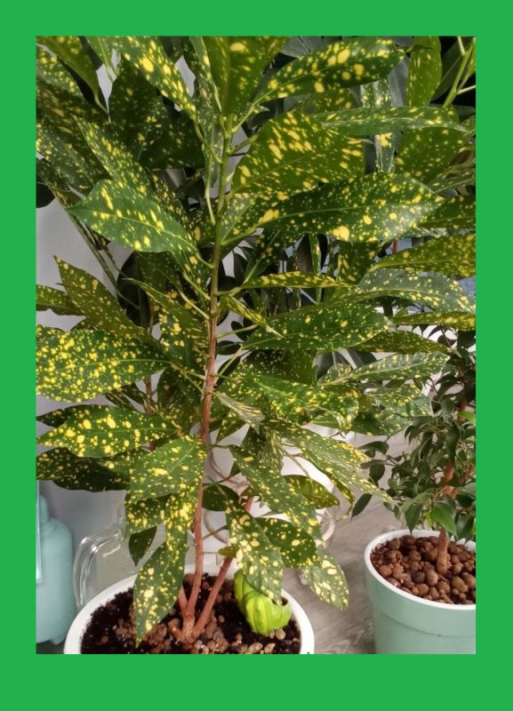 Разгадываем тайны кротона: уход и спасение растения от неожиданных проблем