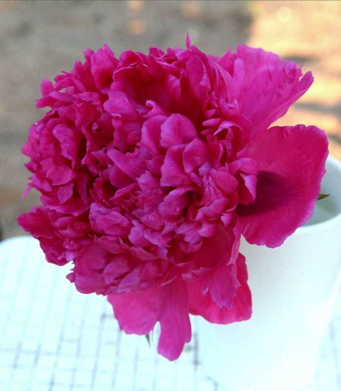 Пионы: секреты успешного цветения