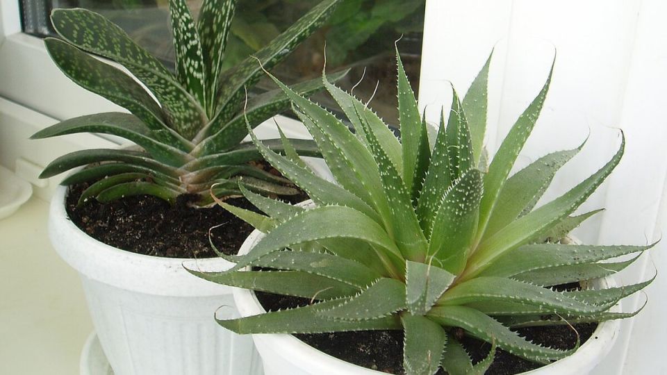 Почему ватные палочки для растений — лучший помощник в уходе за зелеными любимцами