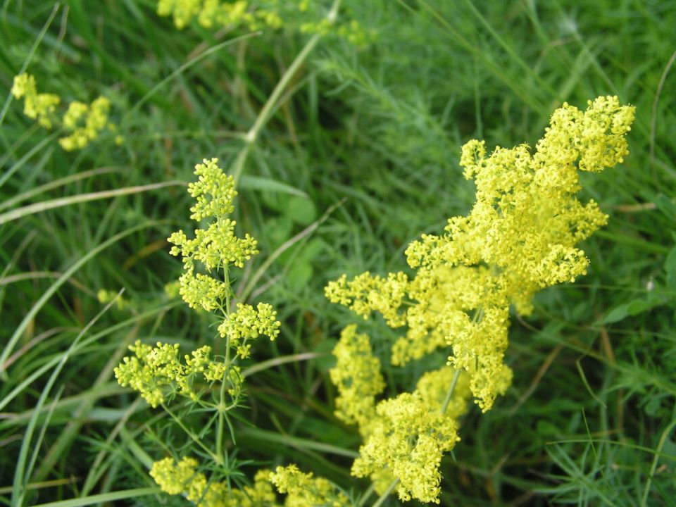 Подмаренник настоящий: от древности до современности