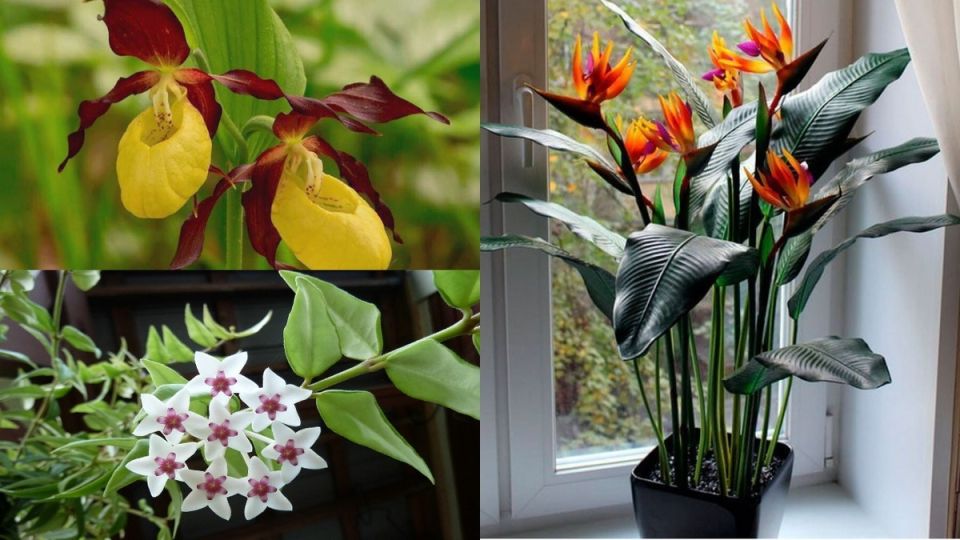 Уход за капризными комнатными растениями: секреты и советы