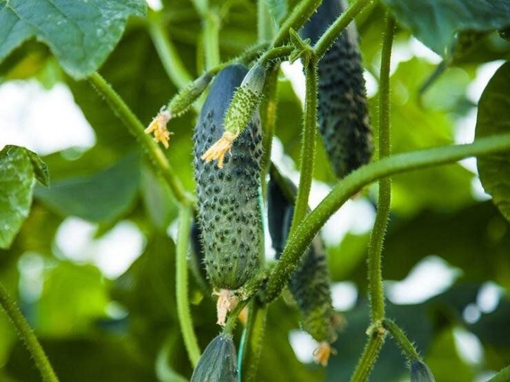 Партенокарпические огурцы: независимость от природы и простой урожай
