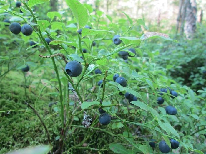 Черника: удивительный мир лесной ягоды