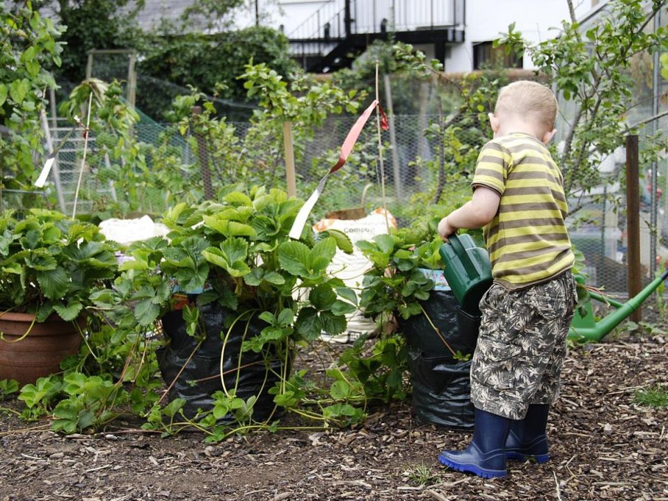 Как поддержать здоровье грядок без постоянного ухода