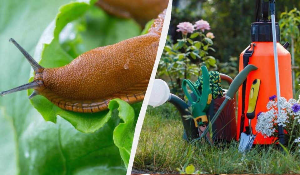 Как избавиться от слизней в саду: эффективные методы и советы