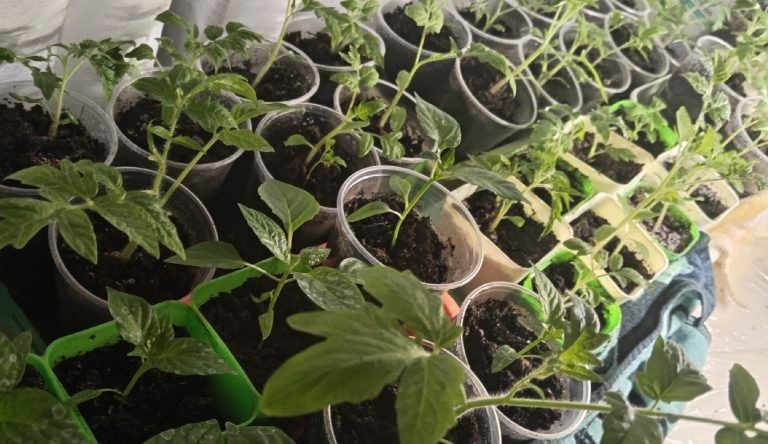 Зимний огород на подоконнике: как вырастить свежие овощи и зелень в домашних условиях