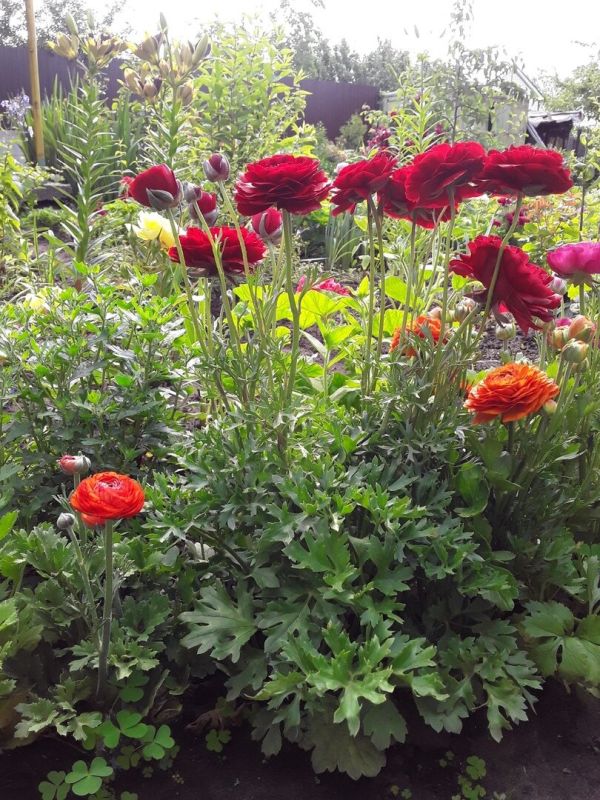 Сад непрерывного цветения: захватывающие итоги детского опыта