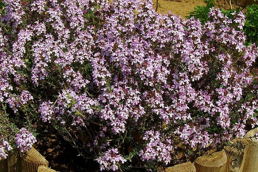 ������: ��������� �������� ��� ������ ������� �������