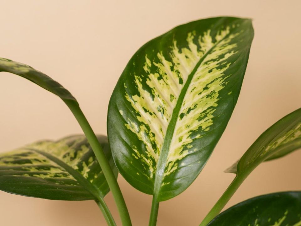 ������� ���������: ��� ��������� �������� ����� �������� ������ ��������