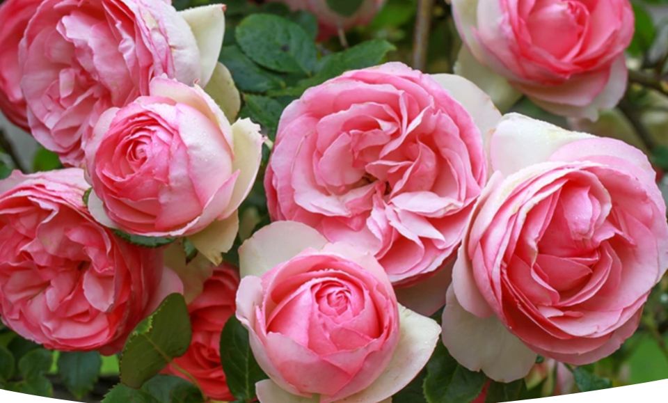 ����� ����� �� ������: ������ ��� ������� ��������